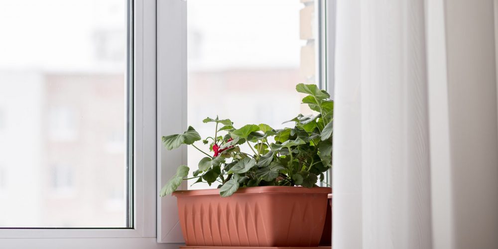 window-with-indoor-flower-on-the-windowsill-2022-04-17-08-13-29-utc